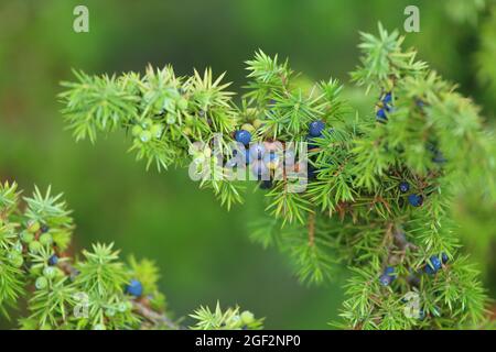 Gewöhnliche Wacholderbeeren auf grünem Baum Stockfoto