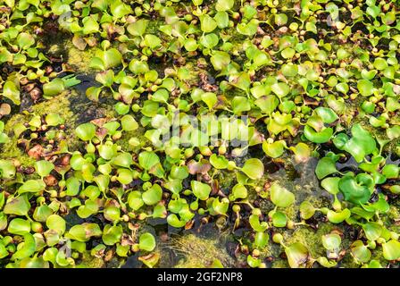 Viele grüne Eichhornia crassipes Wasserpflanzen im See Stockfoto