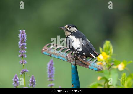 Buntspecht (Picoides major, Dendrocopos major), auf einem Aussichtspunkt im Garten, alter Rechen, der kopfüber in einem Blumenbeet steckt, dient als ein Stockfoto