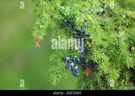 Gewöhnliche Wacholderbeeren auf grünem Baum Stockfoto