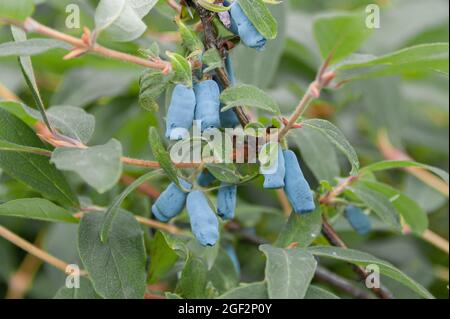 Blaubeerhonig, Blauer Geißel, Süßbeerhonig, Blauer Geißel (Lonicera caerulea 'Morena', Lonicera caerulea Morena), Stockfoto