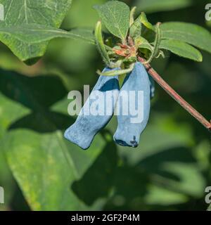 Blaubeerhonig, Blauer Geißel, Süßbeerhonig, Blauer Geißel (Lonicera caerulea 'Morena', Lonicera caerulea Morena), Stockfoto