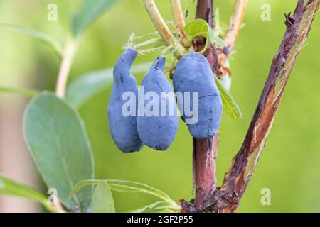 Blaubeerhonig, Blauer Geißel, Süßbeerhonig, Blauer Geißel (Lonicera caerulea 'Siniczka', Lonicera caerulea Siniczka), Stockfoto