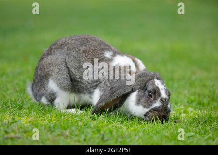 Hauskaninchen (Oryctolagus cuniculus f. domestica), grau-weiß gestromtes Kaninchen, das Gras auf einer Wiese füttert, Schweiz Stockfoto