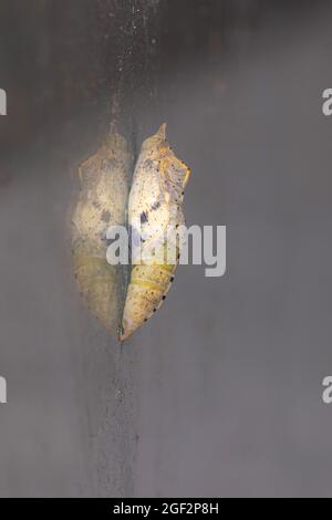 Kleiner weißer Kohlschmetterling, importierter Kohlwurm (Pieris rapae, Artogeia rapae), Puppe auf einer Scheibe kurz vor dem Schlupf, Deutschland Stockfoto