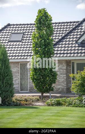 Chinesische Tulpenpappel, chinesischer Tulpenbaum, chinesisches Weißholz (Liriodendron chinensis 'Fastigiatum', Liriodendron chinensis Fastigiatum, Liriodendron Stockfoto