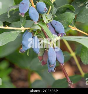 Blaubeerhonig, Blauer Geißel, Süßbeerhonig, Blauer Geißel (Lonicera caerulea 'Leningradski Velikan', Lonicera caerulea Stockfoto