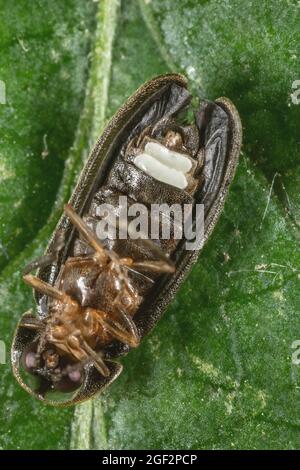 Kleiner Blitzkäfer (Lamprohiza splendidula, Phausis splendidula), Männchen, Photophor, Makroaufnahme, Deutschland, Bayern Stockfoto