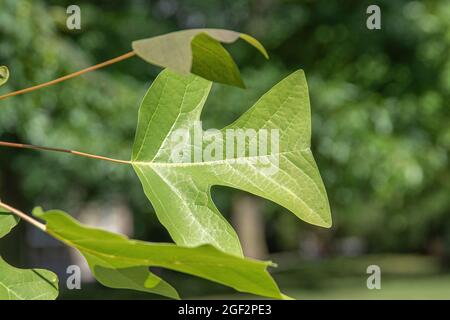 Chinesische Tulpenpappel, chinesischer Tulpenbaum, chinesisches Weißholz (Liriodendron chinensis, Liriodendron chinense), Blätter auf einem Ast Stockfoto