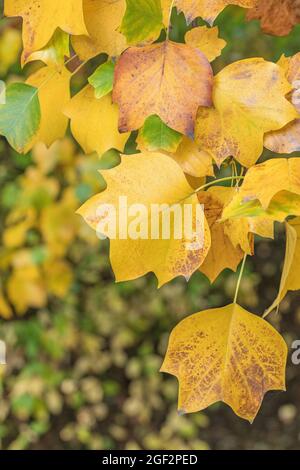 tulpenbaum (Liriodendron tulipifera), Herbstblätter an einem Ast, Deutschland Stockfoto