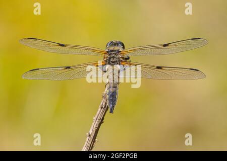 Libellula mit vier Flecken, Chaser mit vier Punkten (Libellula quadrimaculata), männlich in Aussicht, Deutschland, Bayern Stockfoto