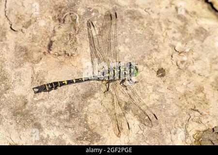 Kleiner Nadelschwanz, grünäugige Hakenlippenfliege (Onychogomphus forcipatus), Männchen sitzt auf einem Stein in einem Fluss, Deutschland, Bayern Stockfoto