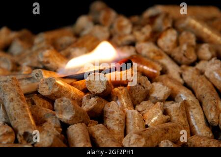 Brennender Streichholz auf Pellets Stockfoto