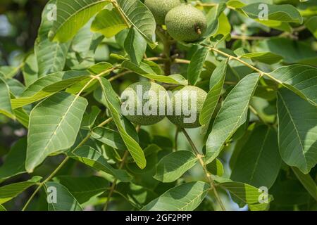 Walnuss (Juglans regia 'Ockerwitzer lange', Juglans regia Ockerwitzer lange), Walnüsse auf einem Baum, Sorte Ockerwitzer lange Stockfoto