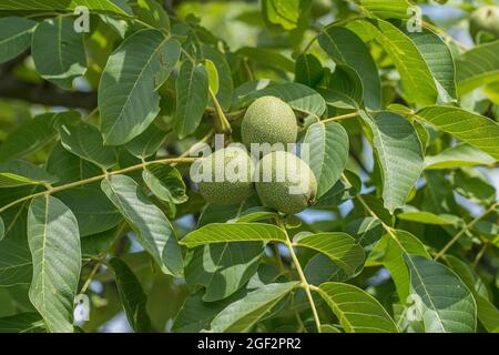 Walnuss (Juglans regia 'Ockerwitzer lange', Juglans regia Ockerwitzer lange), Walnüsse auf einem Baum, Sorte Ockerwitzer lange Stockfoto