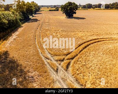 Drohnenaufnahme von Traktorlinien in einem Feld aus goldenem Weizen, bereit für die Ernte Stockfoto