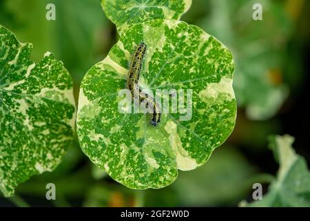Große weiße oder kohlweiße Raupe (Pieris brassicae) Stockfoto