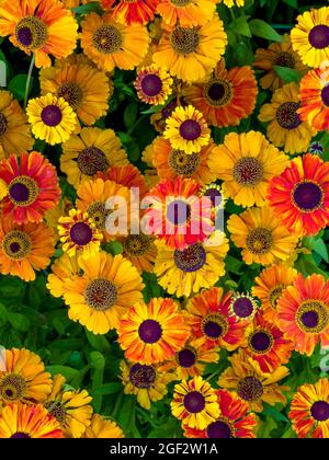 Draufsicht mit gelben und orangefarbenen Heleniumblumen Stockfoto