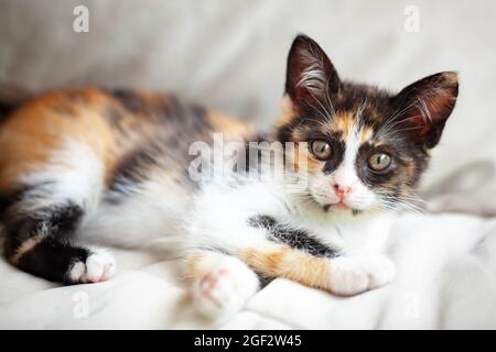 Ein süßes dreifarbiges Kätzchen liegt auf dem Bett. Selektiver Fokus. Horizontal. Stockfoto