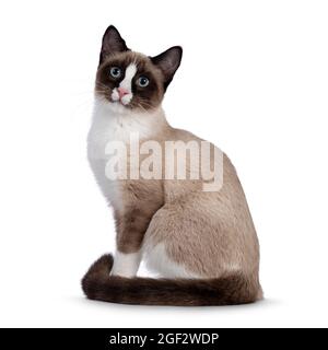 Entzückende junge Schneeschuh Katze Kätzchen, sitzen auf Seitenwege mit Farbmuster. Blick auf die Kamera mit den typischen blauen Augen. Isoliert auf einem weißen Stockfoto