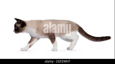 Entzückende junge Schneeschuh Katze Kätzchen, zu Fuß Seitenwege. Mit den typischen blauen Augen geradeaus von der Kamera schauen. Isoliert auf einem weißen Backgro Stockfoto