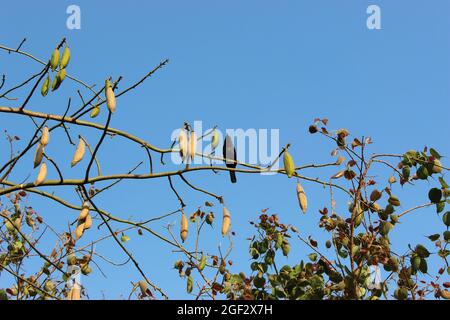 Weißer Seidenbaumwolle, echter Kapok-Baum mit Baumwollknospen, Ceiba pentandra. Summer, Mumbai, Maharashtra, Indien Stockfoto