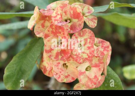 Dornenkrone, Euphorbia milii blüht im Lal Bhag Botanical Garden, Bangalore, Karnataka, Indien Stockfoto