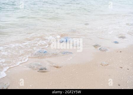 Viele tote Quallen am Sea Beach seichtes Wasser Cornerot und Aurelia Quallen am Sandstrand und im Wasser. Asowschen Meer Ökologische Katastrophe Glo Stockfoto