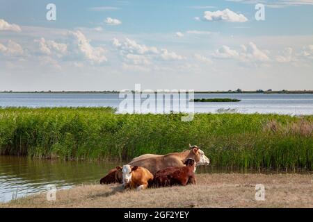 Herde von Kühen, die am Flussufer ruhen Stockfoto