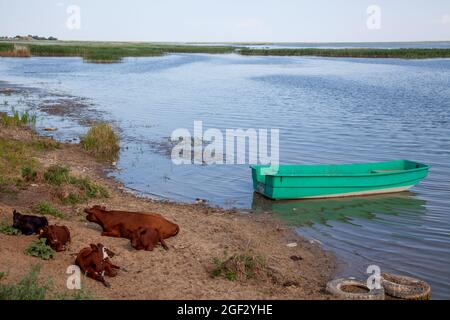 Herde von Kühen, die in der Nähe eines Bootes am Flussufer ruhen Stockfoto
