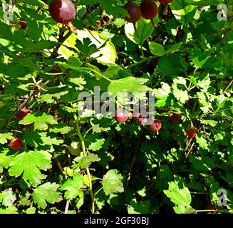 Sojabohnenschoten und Blätter im Garten Sibirien Russland. Grüne Sojabohnen Stockfoto