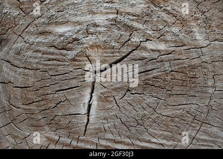 Die Textur eines rauhen, gesägten Baumstammes, der mit Rissen und Sägemehl bedeckt ist. Stockfoto
