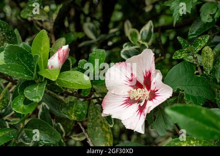 Weiße Hibiskusblüte in einer Hecke, Elsass, Frankreich. Nahaufnahme einer weißen Hibiskusblüte. Das Herz der Blume ist mit großen Zinnobergängen geschmückt Stockfoto