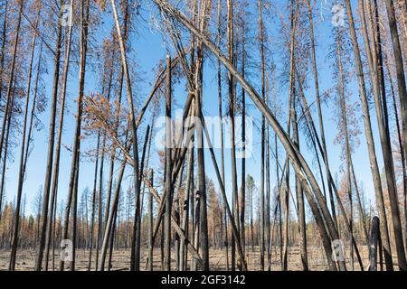 Zerstörter und verbrannter Wald nach einem ausgedehnten Waldbrand, verkohlte und verdrehte Bäume. Stockfoto