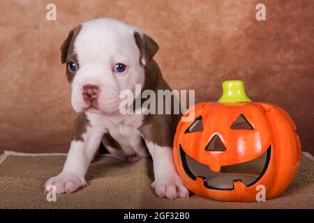 Lustige American Bullies Welpen auf braunem Hintergrund Stockfoto