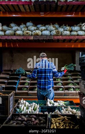 Bauer steht in einer Scheune und sortiert frisch gepflückte Produkte in Gemüsekisten. Stockfoto