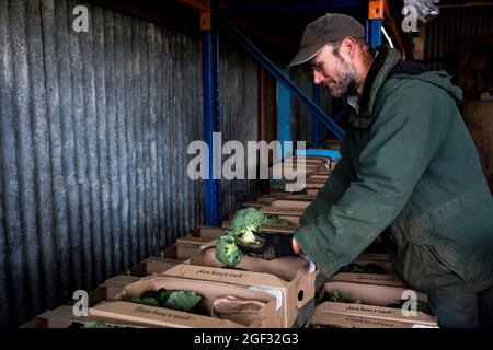 Bauer steht in einer Scheune und sortiert frisch gepflückte Produkte in Gemüsekisten. Stockfoto
