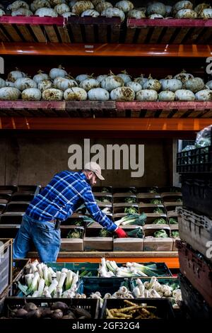 Bauer steht in einer Scheune und sortiert frisch gepflückte Produkte in Gemüsekisten. Stockfoto