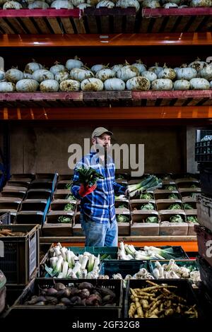 Bauer steht in einer Scheune und sortiert frisch gepflückte Produkte in Gemüsekisten. Stockfoto
