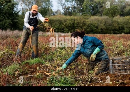 Zwei Bauern stehen und knien auf einem Feld und ernten Pastinaken. Stockfoto