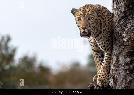 Ein männlicher Leopard, Panthera pardus, steht in einem Baum, direkter Blick, Mund offen Stockfoto