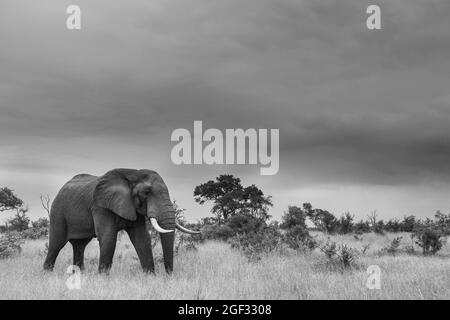 Ein Elefant, Loxodonta africana, geht durch eine Lichtung, in schwarz und weiß Stockfoto