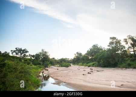 Panthera leo, ein stolzer Löwe, liegt an einem Sandflußufer Stockfoto