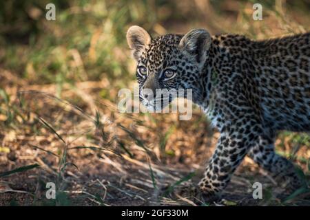 Ein Leopardenjunges, Panthera pardus, der geht und aus dem Rahmen schaut Stockfoto