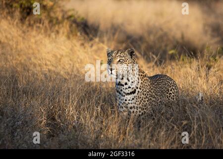 Ein Leopard, Panthera pardus, steht in hohem trockenen Gras und blickt aus dem Rahmen Stockfoto