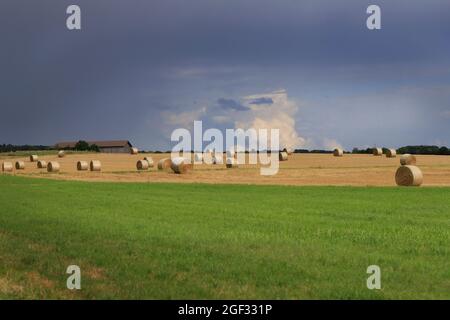 Runde Strohballen liegen an einem heißen Augusttag zum Trocken auf einem abgeernteten Feld in Hohenhaslach, Baden-Württemberg, Deutschland Stockfoto