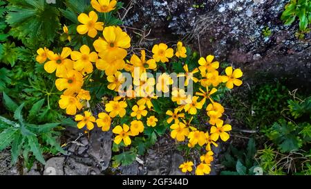 Nahaufnahme von Caltha palustris, bekannt als Sumpfmarigold. Stockfoto
