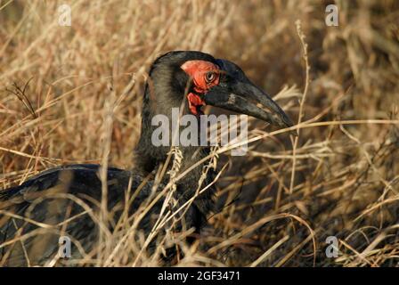 Südlicher Hornbill, Bucorvus leadbeateri, Krüger-Nationalpark, Südafrika. Stockfoto