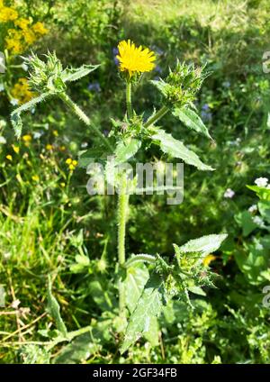 BORSTIG OXTONGUE Helminthotheca echioides. Foto: Tony Gale Stockfoto