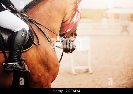 Auf einem Lorbeerpferd, auf dessen Zaum die rote Rosette des Siegers getragen wird, reitet ein Reiter im Sattel auf einer sandigen Arena. Reitsport. Pferd r Stockfoto